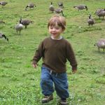 Move away from the geese